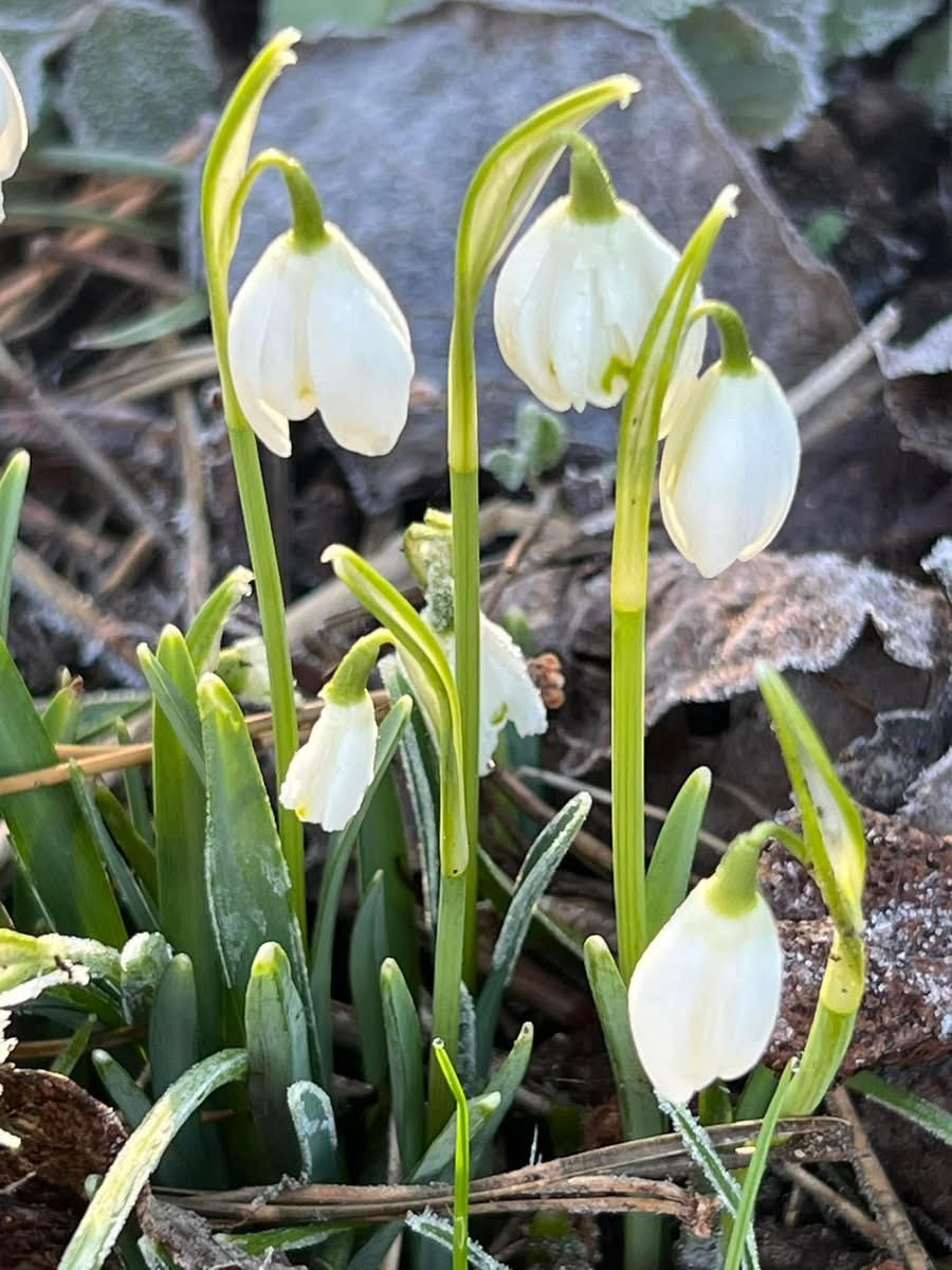 Snowdrops