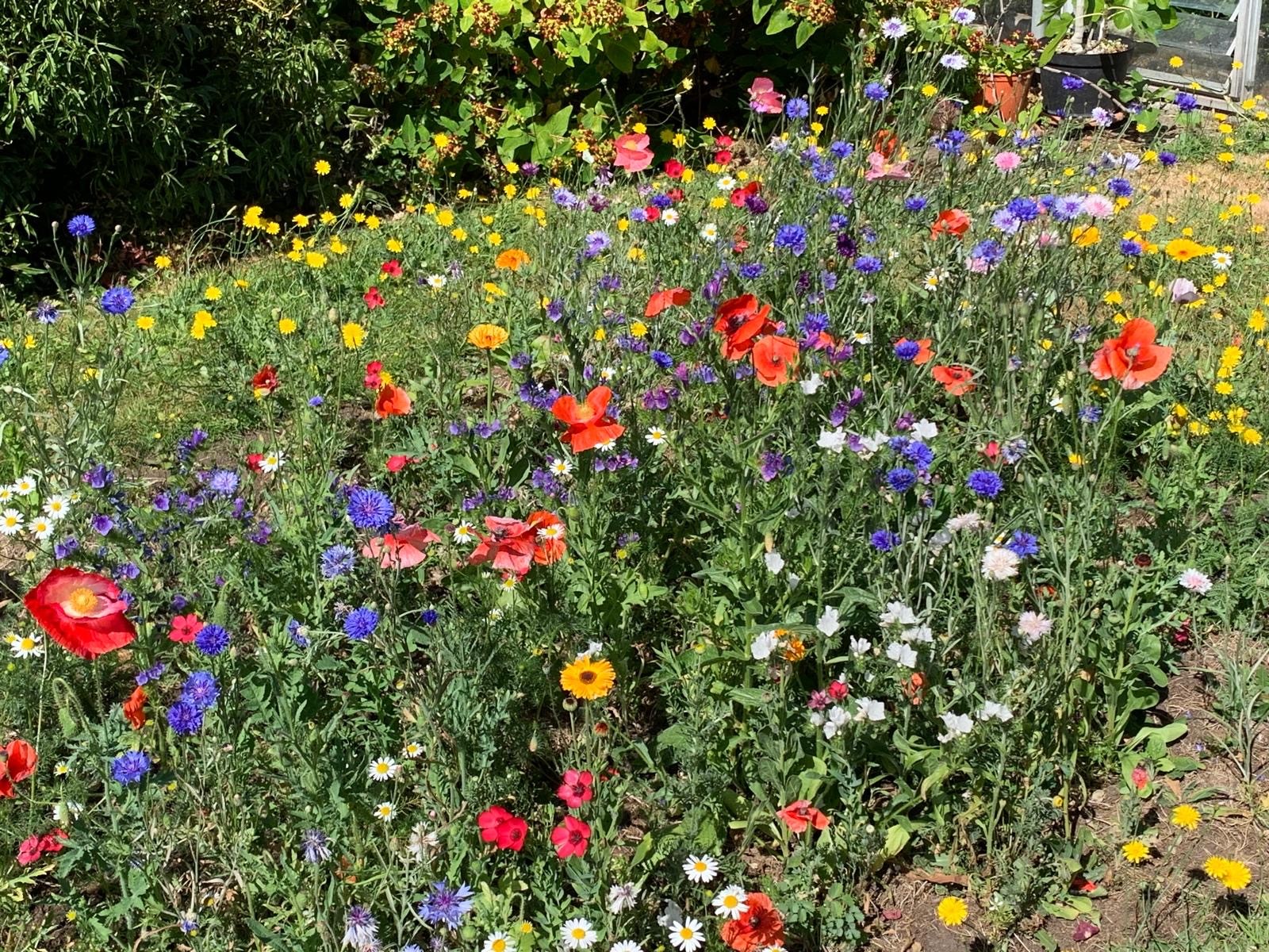 Wild flowers