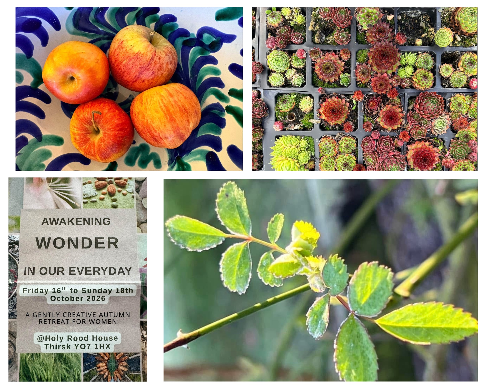 Awakening Wonder collage