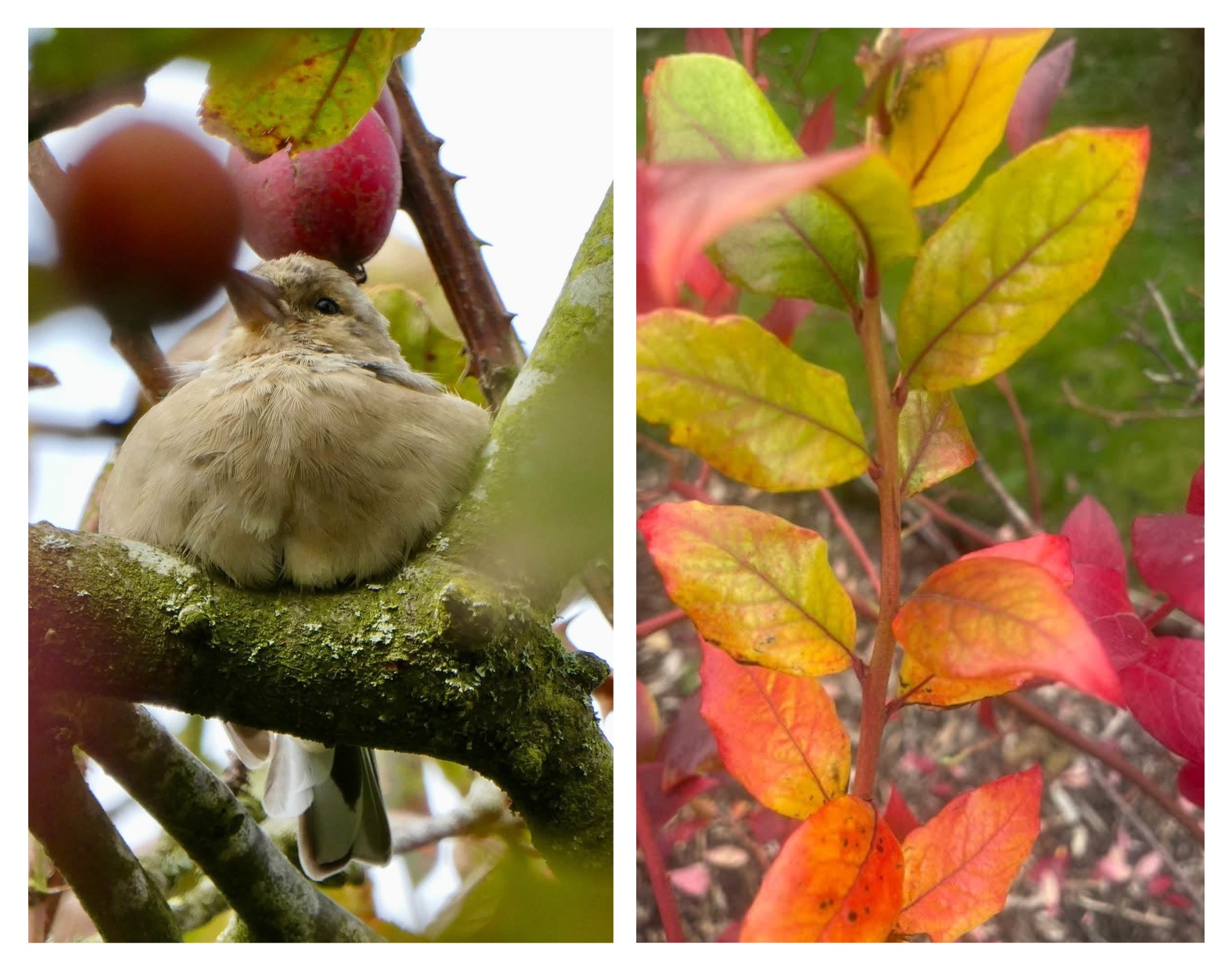 Bird and autumn leaves