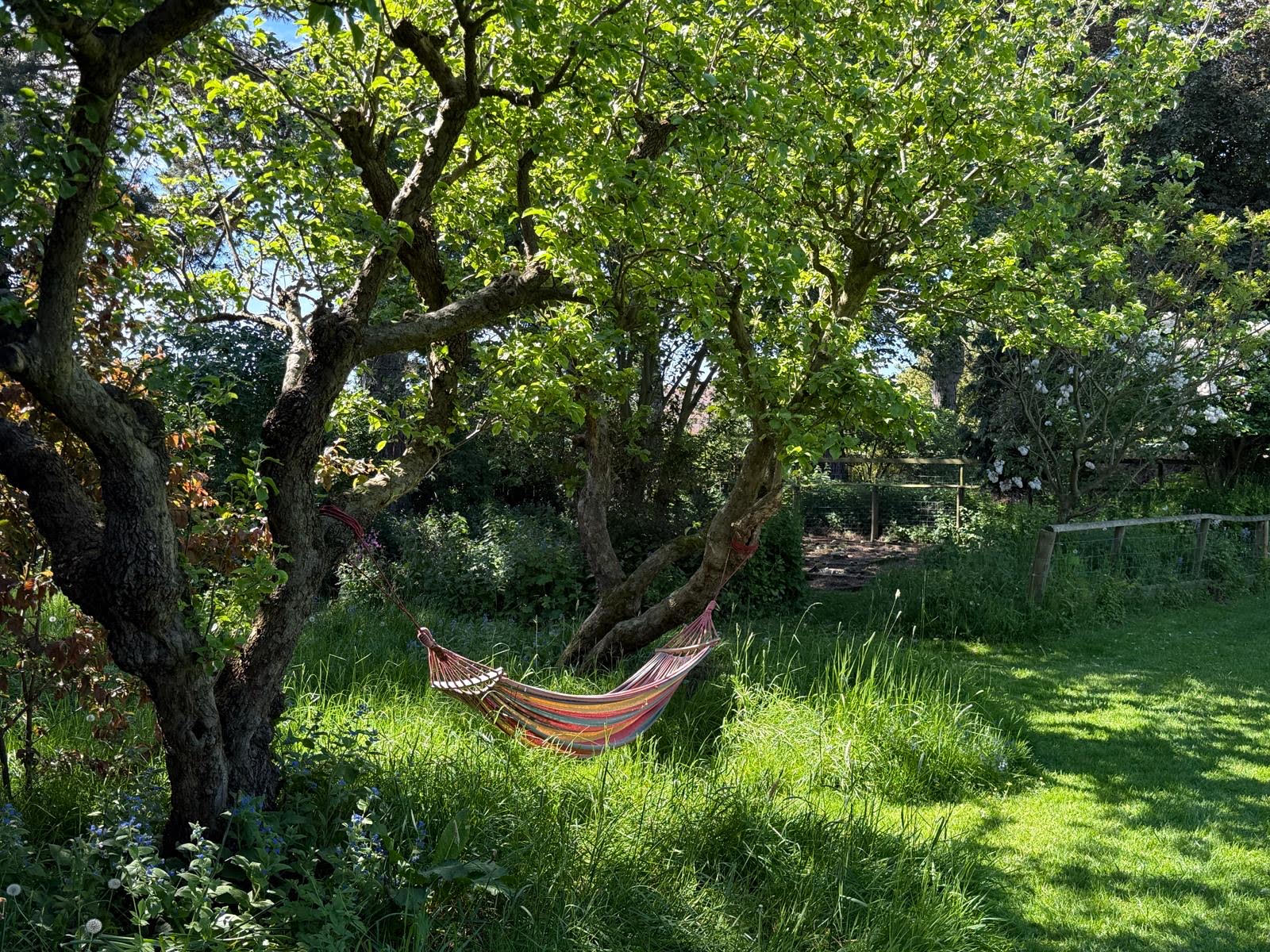 Hammock